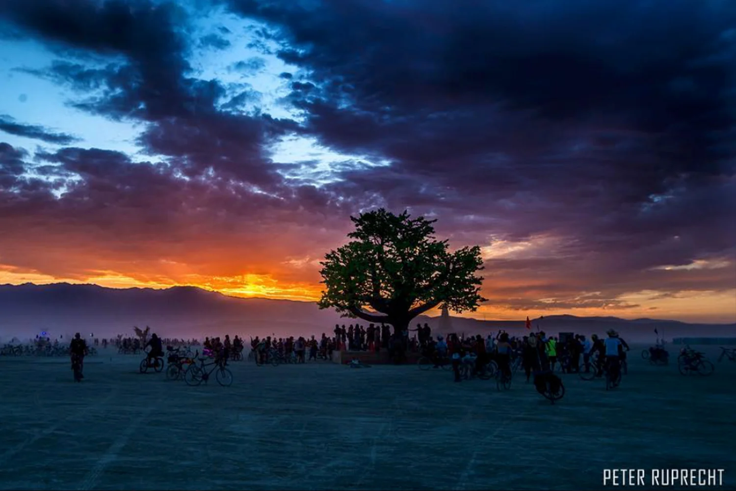 Tree of Tenere